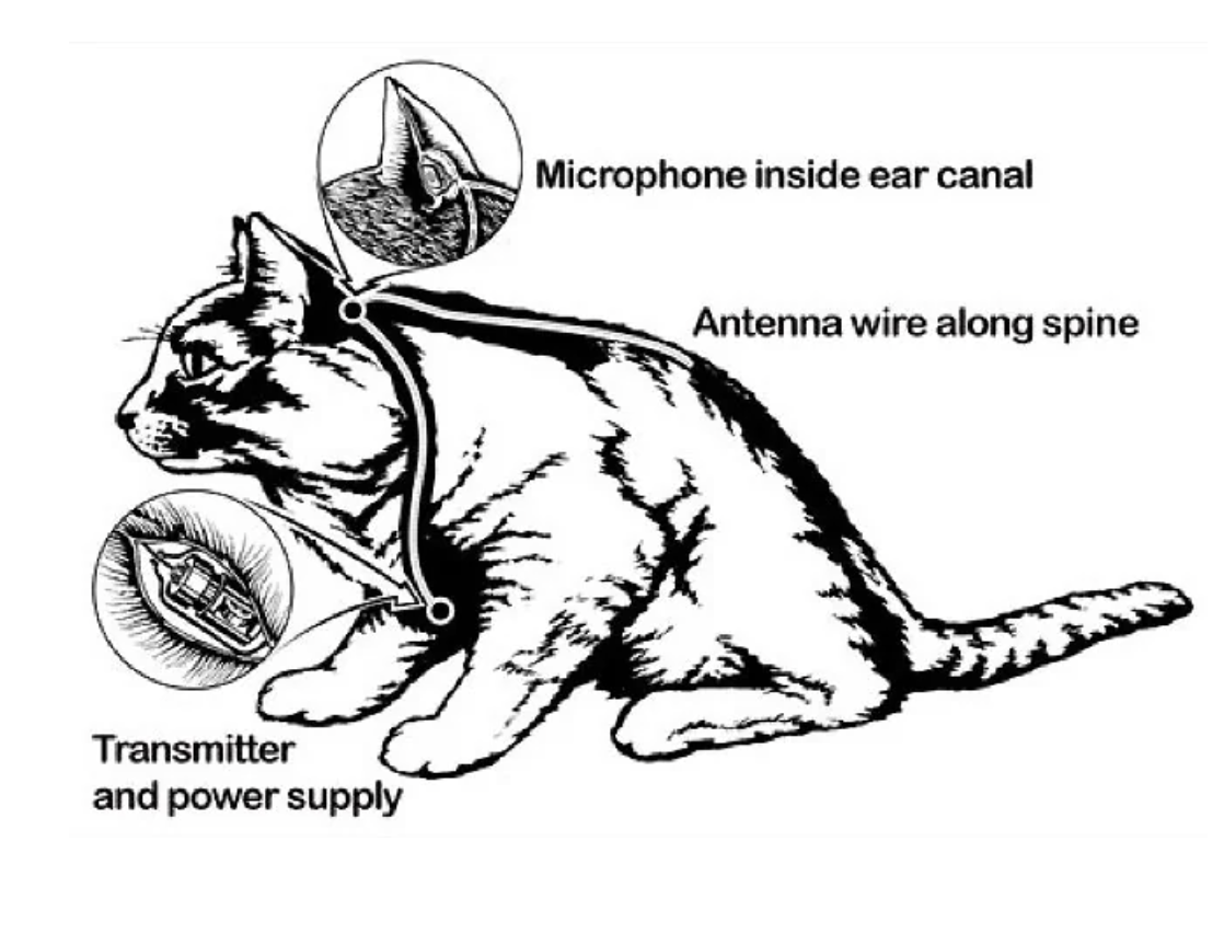acoustic kitty - Transmitter and power supply Microphone inside ear canal Antenna wire along spine